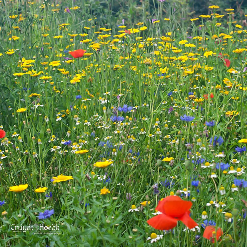 De beste insectvriendelijke planten voor een levendige tuin