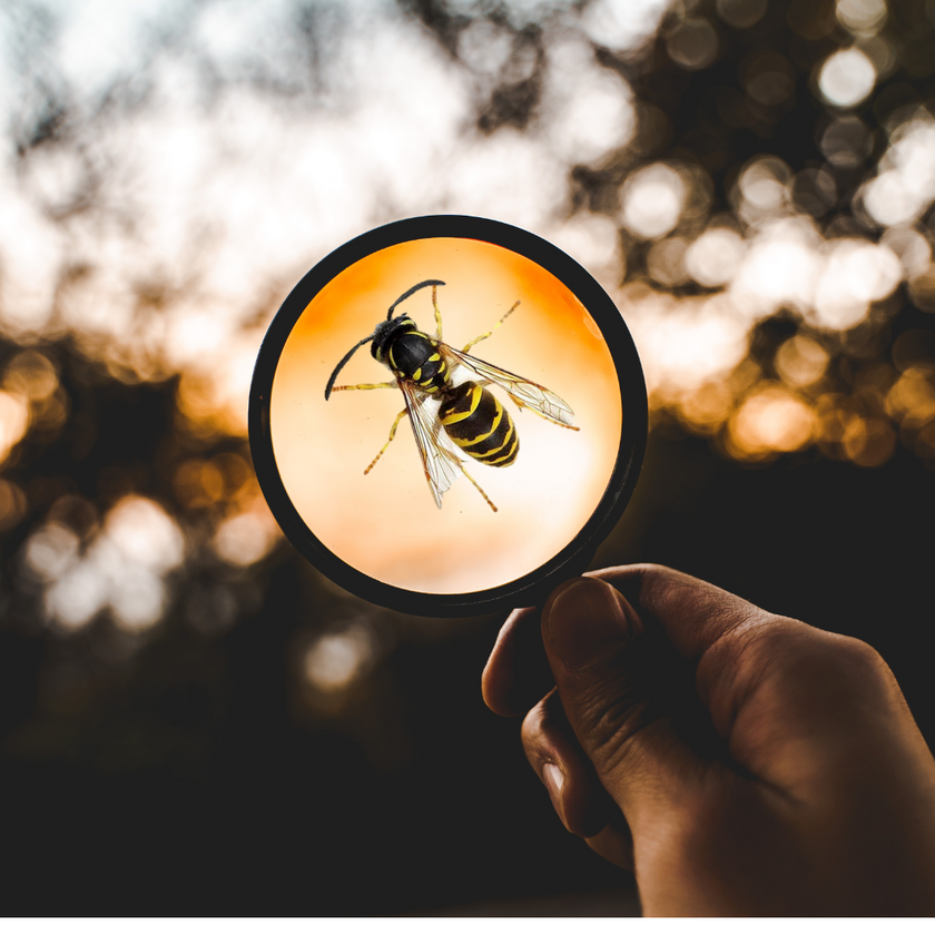 Insect Hero onder de loep: de wespenkoningin