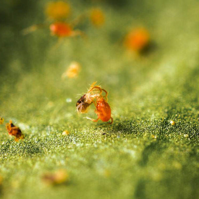 Phytoseiulus of Californicus: welke roofmijt kies je tegen spintmijt?