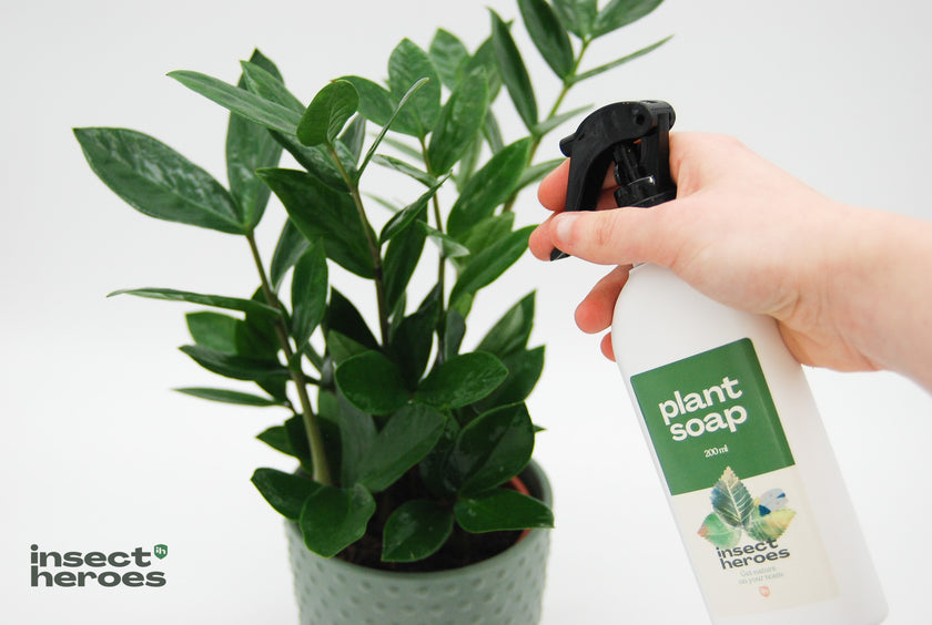 Maak de plant schoon met het zeepje van Insect Heroes