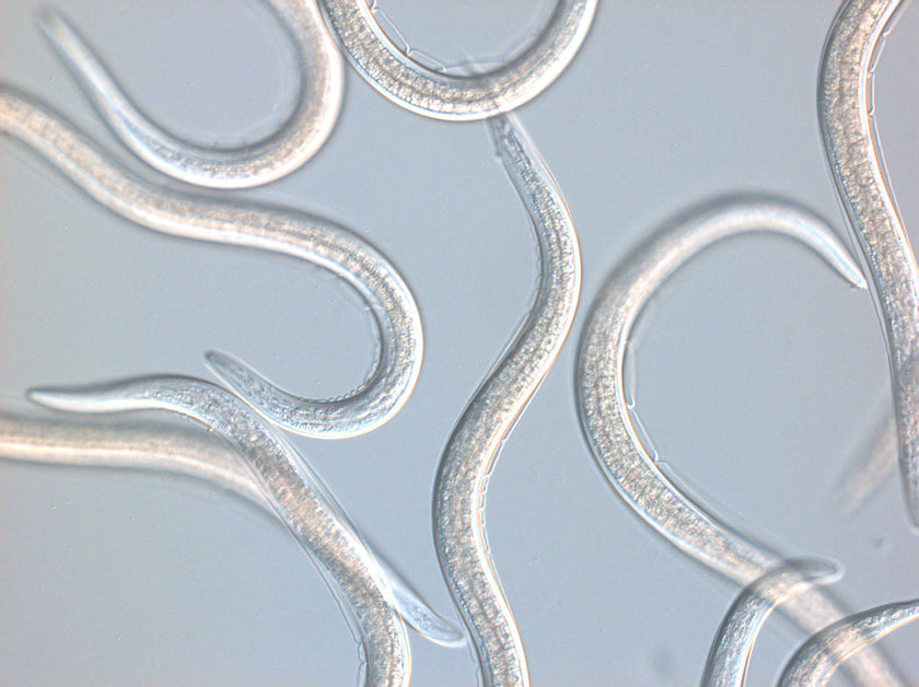 Nematoden: onbekende helden in de tuin
