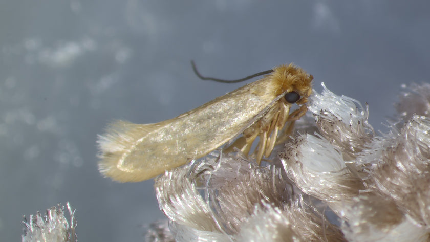 Insectenhotel kopen of maken: hier moet je op letten! | Insect Heroes ...