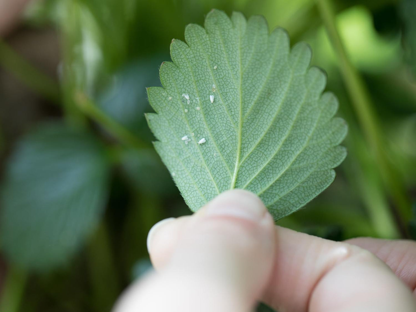 Recognize and prevent whiteflies in your summer vegetables