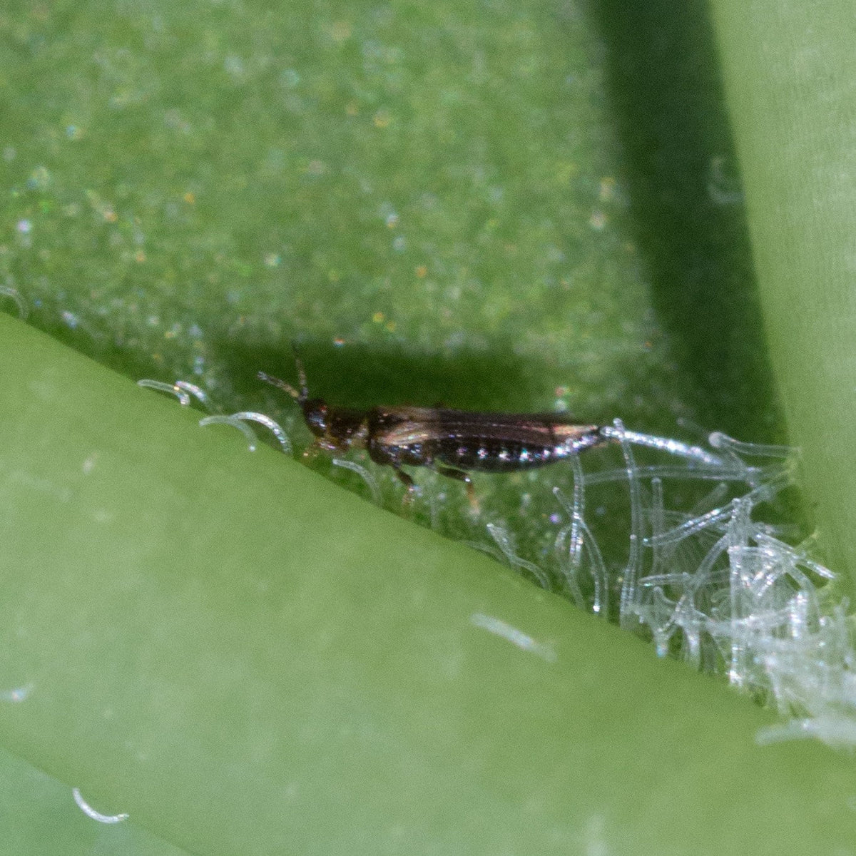 Trips biologisch bestrijden: het kan!