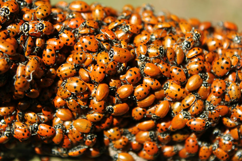 Kijkje achter de schermen bij Insect Heroes: meelopen met een insectenkweker