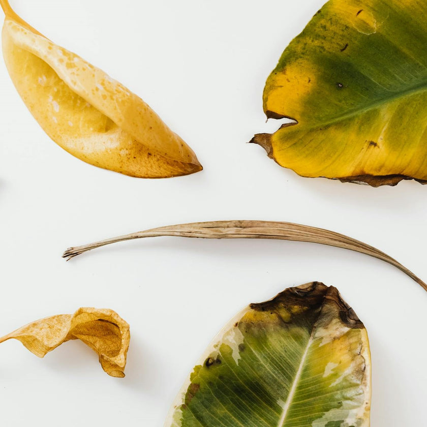 Yellow and brown leaves on houseplants: This is how you can prevent this