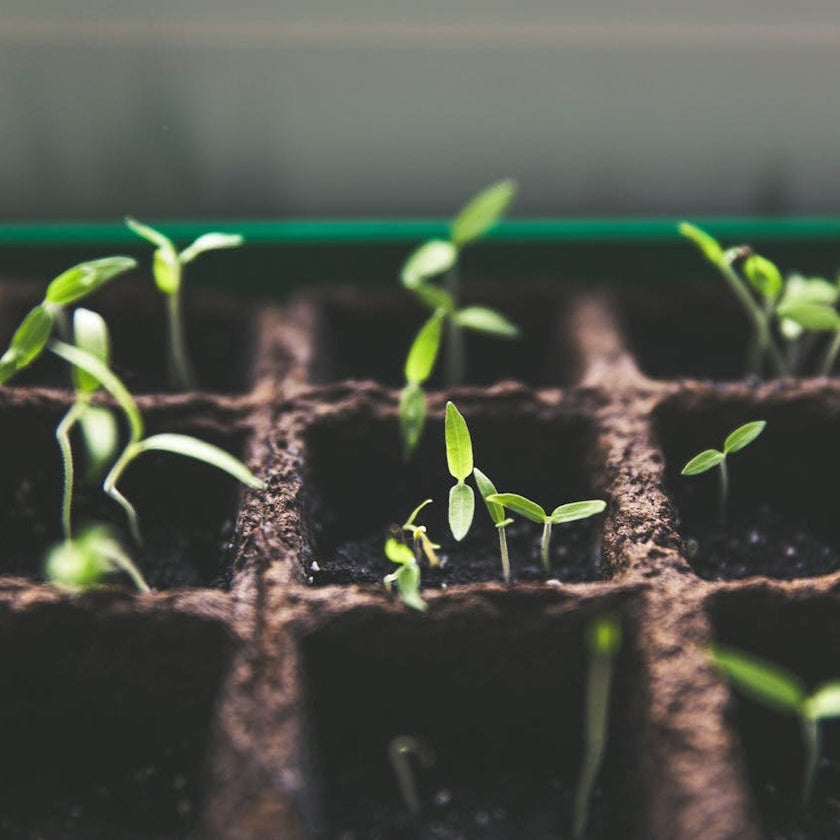 Van zaadje tot sterke plant: Zo geef je zaailingen de beste start!