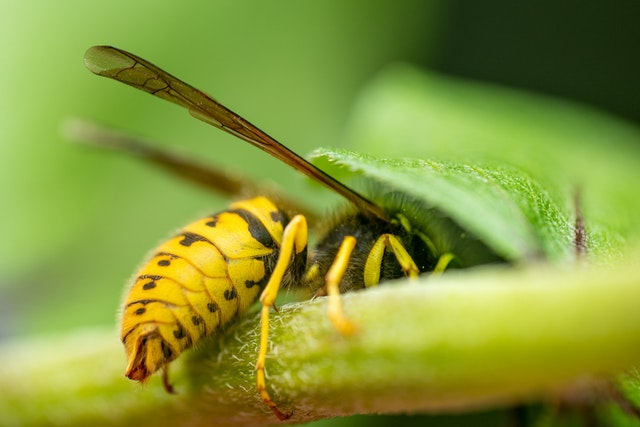 Wespengids: welke soorten vliegen in jouw tuin?