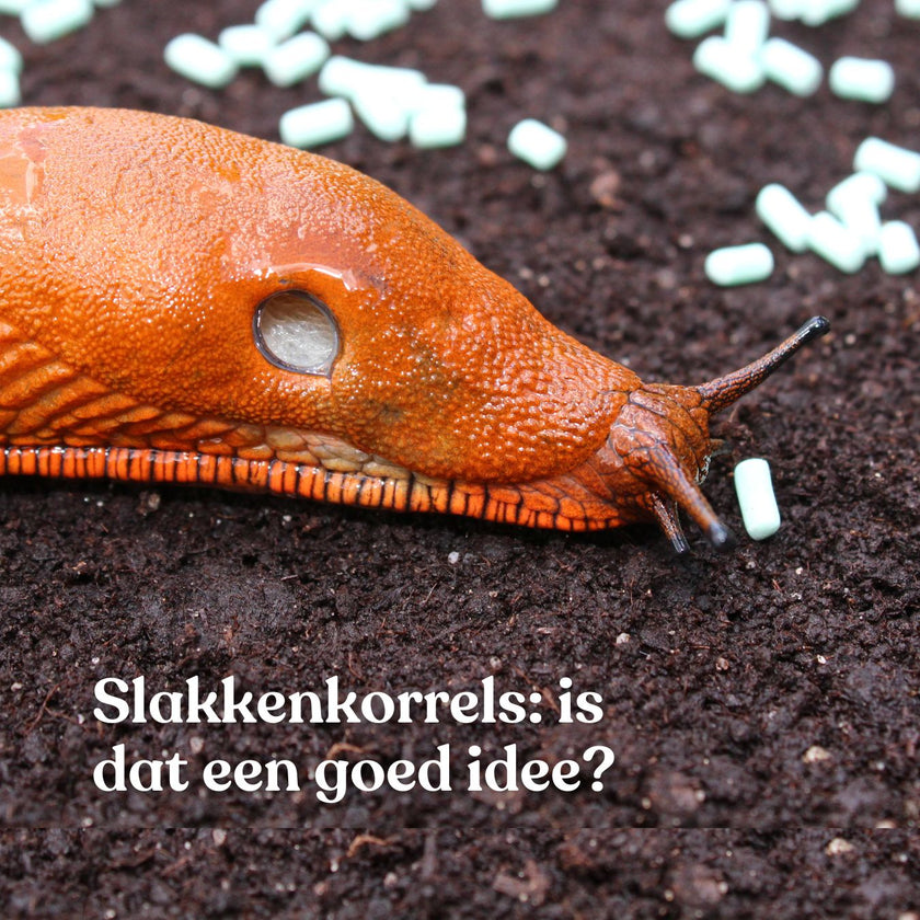 Het tijdperk van slakkenkorrels is voorbij