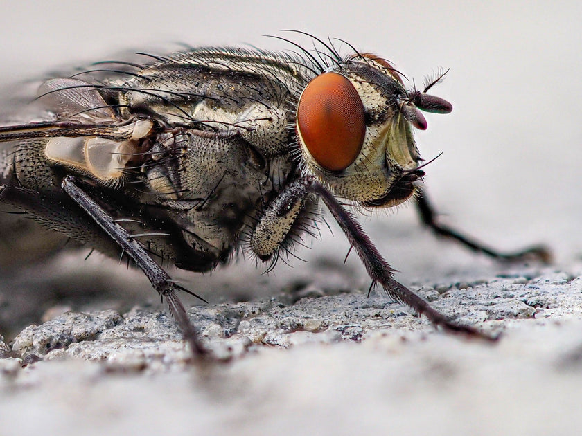 De wereld van huisvliegen: van vervelende plaag tot nuttige Insect