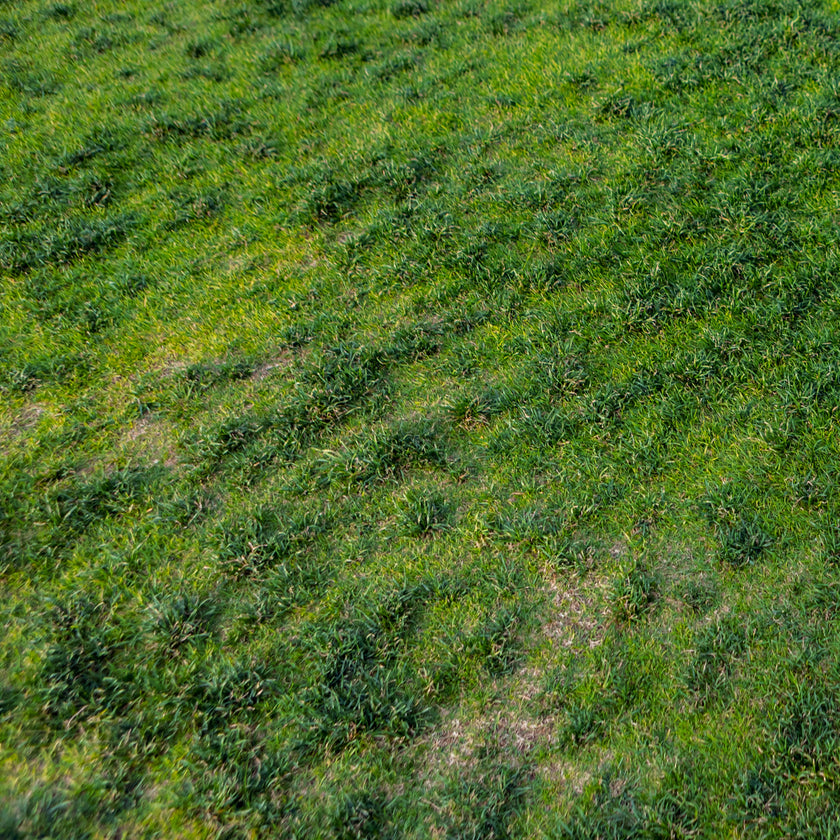 Combat grubs and leatherjackets: this is how you get rid of yellow spots in the lawn 