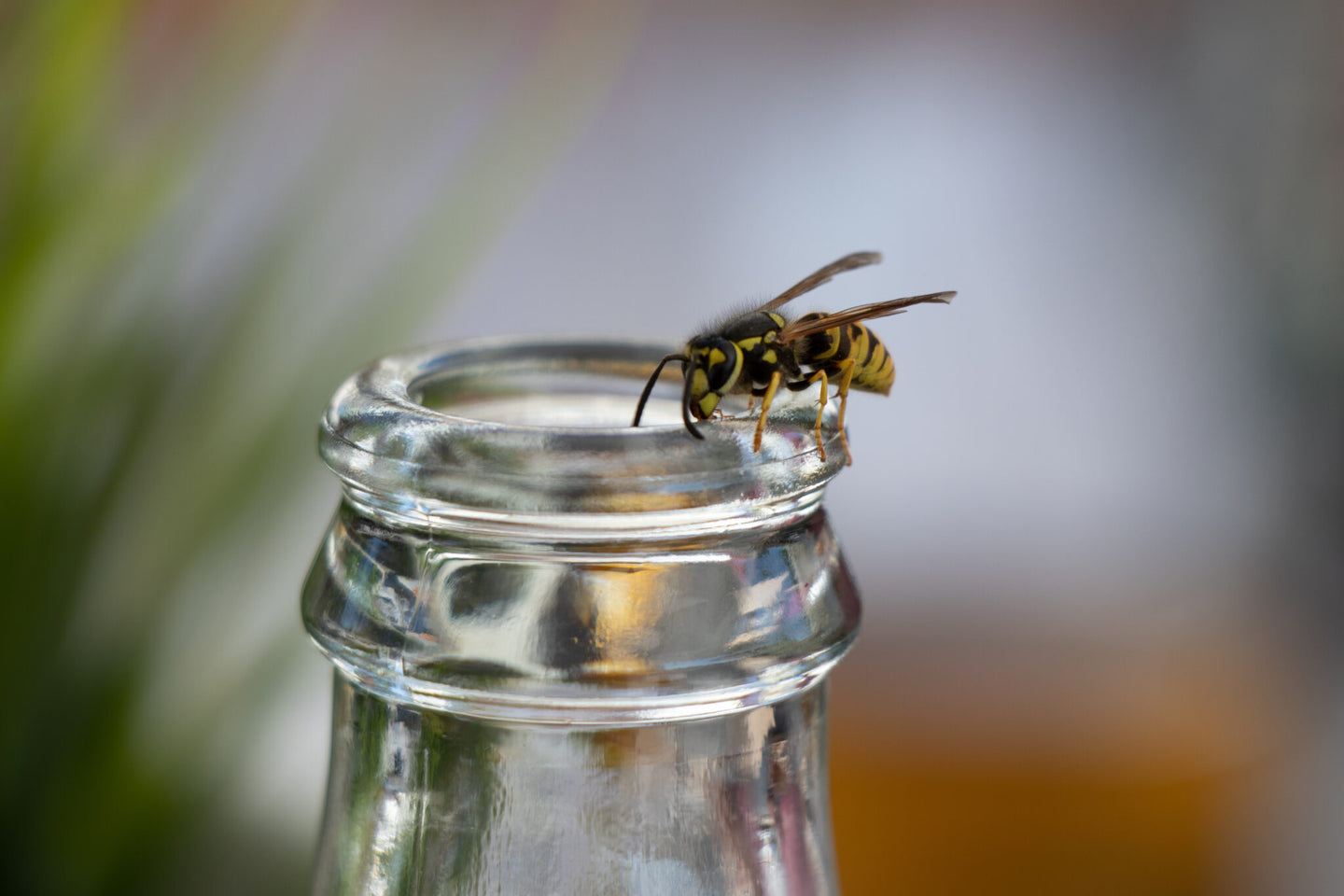 Animal-friendly tips against wasp nuisance 