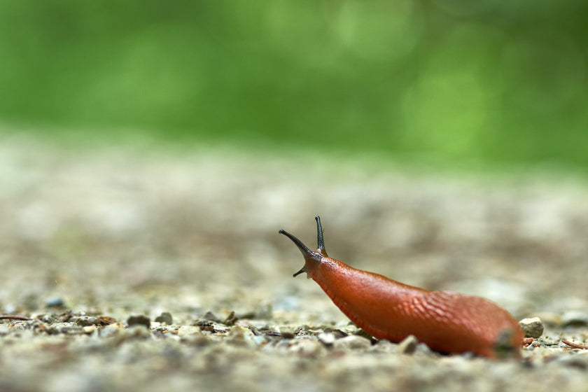 Protect your vegetable garden with the natural enemy of slugs