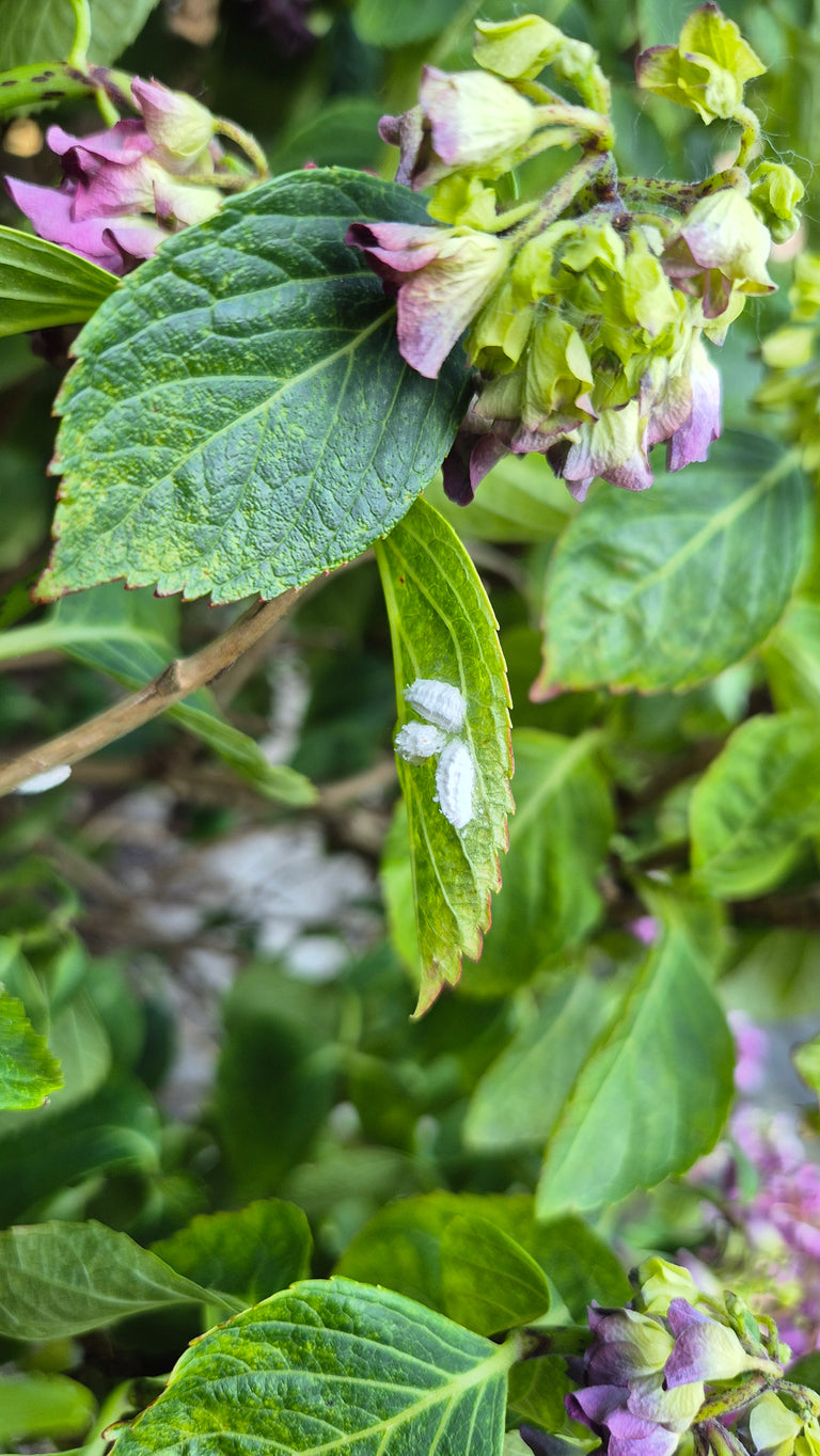 Image 70916049142090