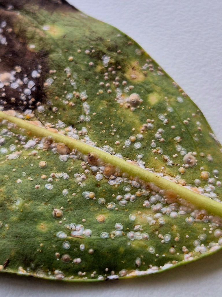 Image 56275880182090