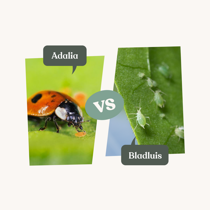 Adalia - against aphids