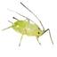 [1]Aphid