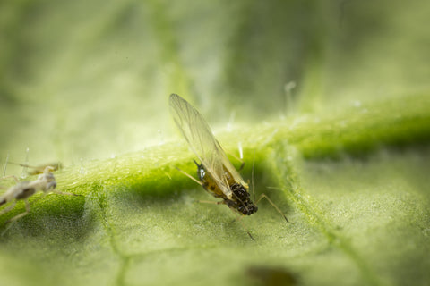 Katoenluis met vleugels