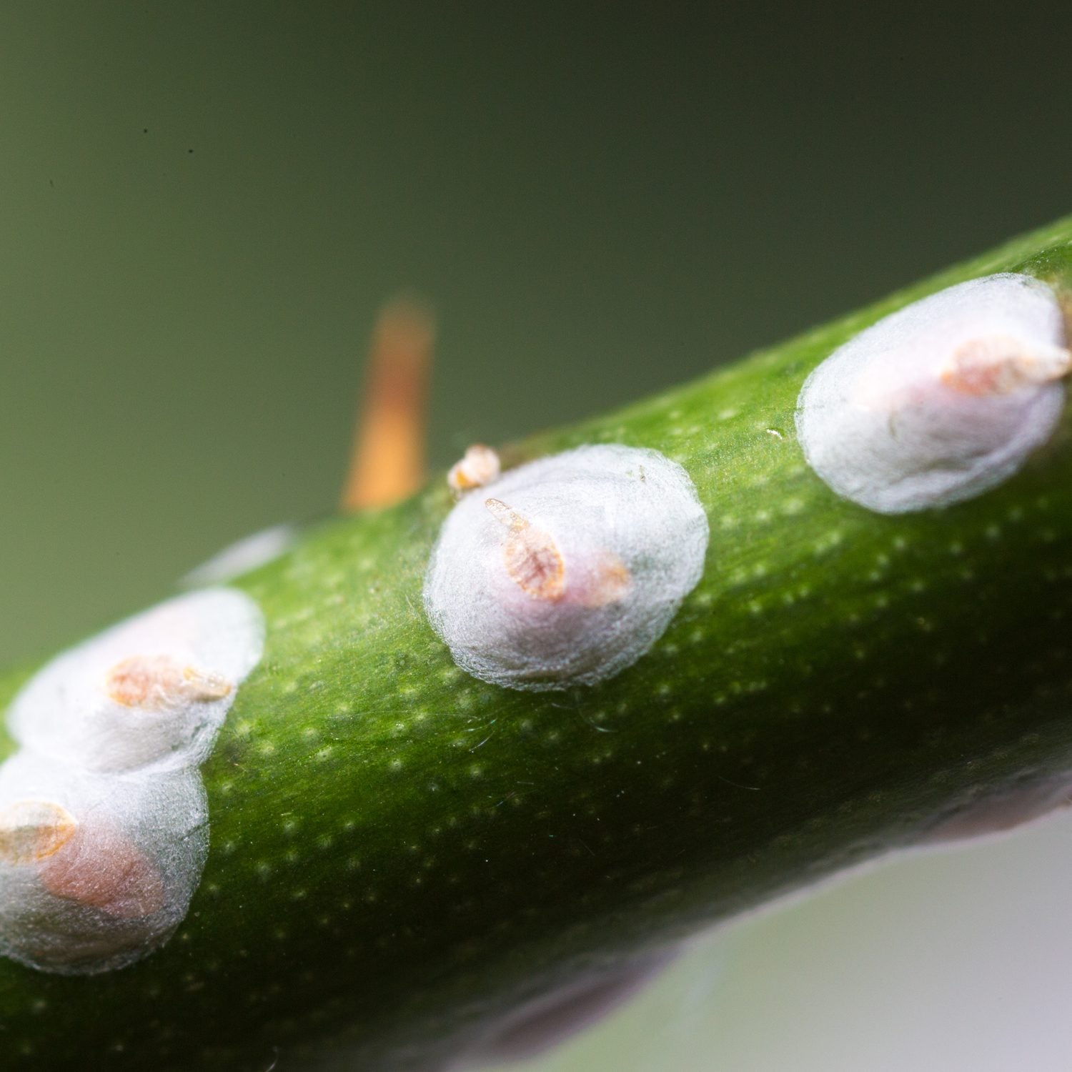 Witte Beestjes Herkennen In Planten Insect Heroes Nederland witte-beestjes-herkennen-in-planten-insect-heroes-nederland