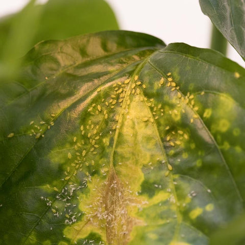 Boterbloemluis op blad gele vlekken en witte velletjes