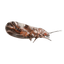 Olijfwilg bladvlo