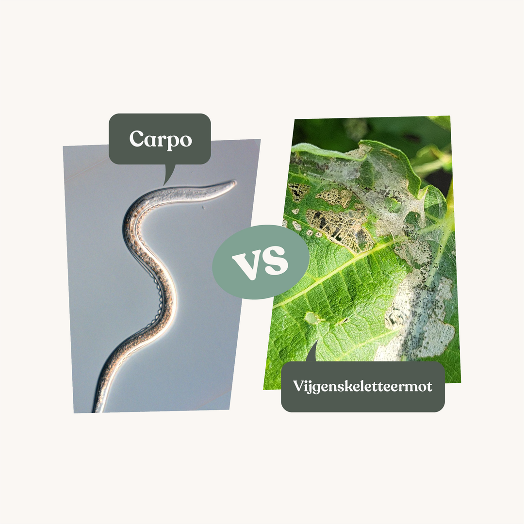 Carpo - against fig skeleton moth