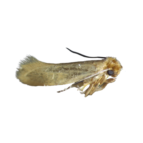 Image 49633819623754