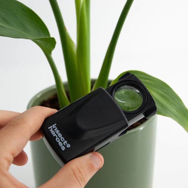 Loupe wordt gebruikt om een blad te inspecteren