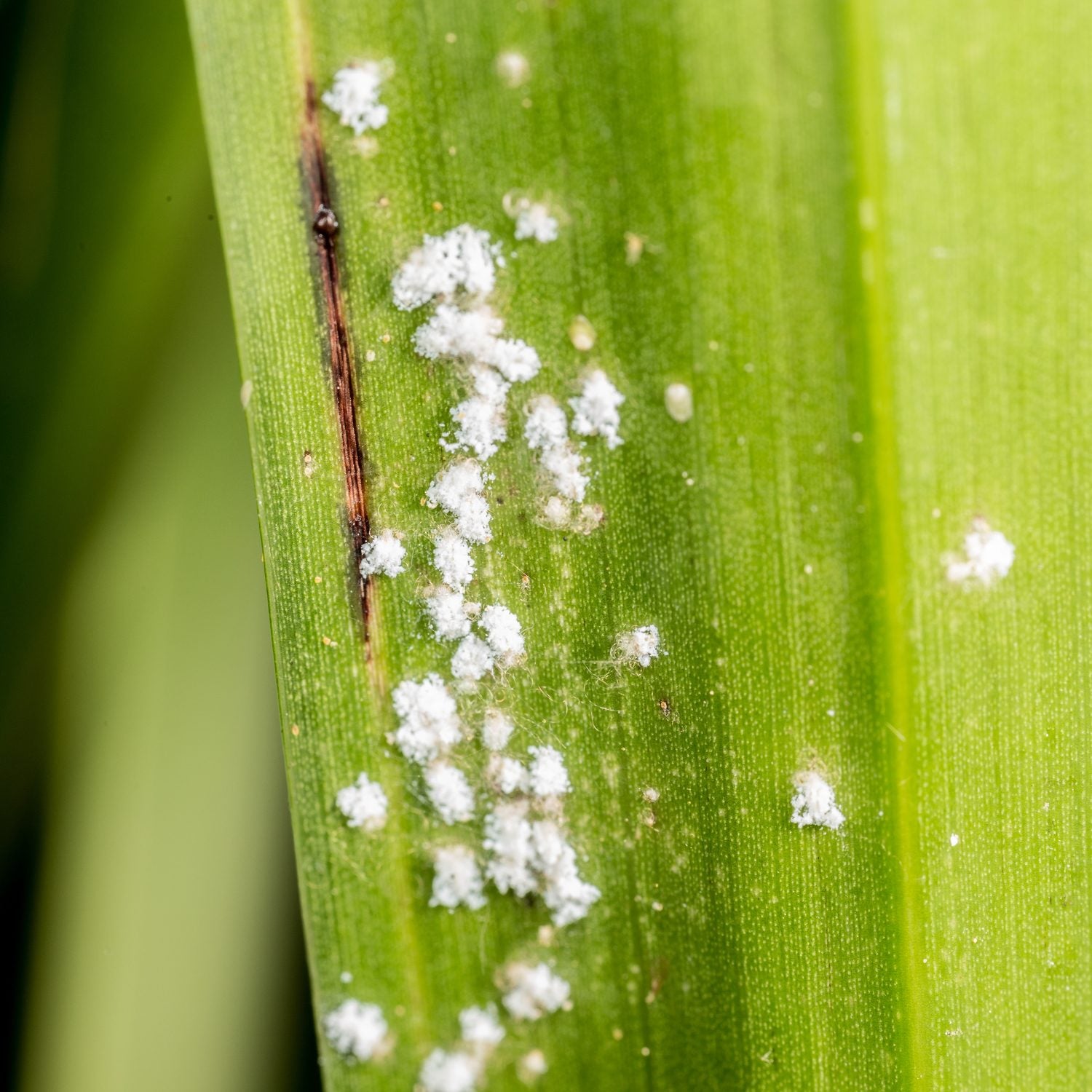 Meest Voorkomende Plagen In Kamerplanten Insect Heroes Insect meest-voorkomende-plagen-in-kamerplanten-insect-heroes-insect