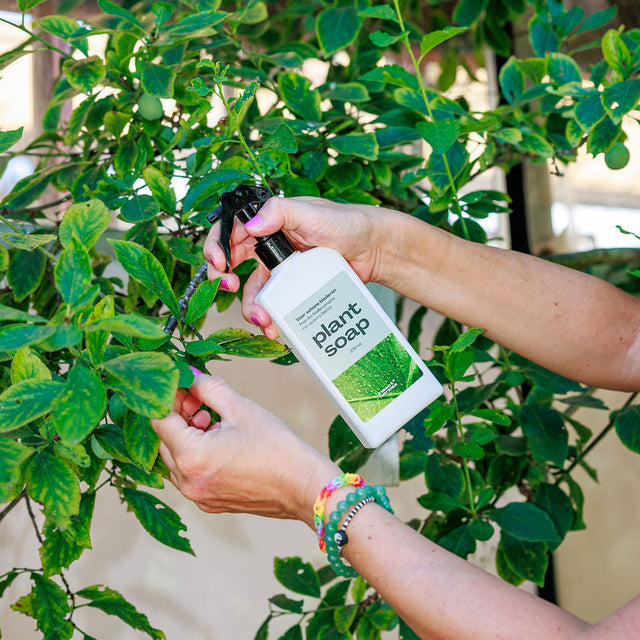 Plant Soap
