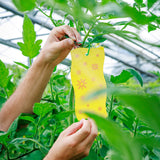 Sticky Leaf Flower - tegen trips