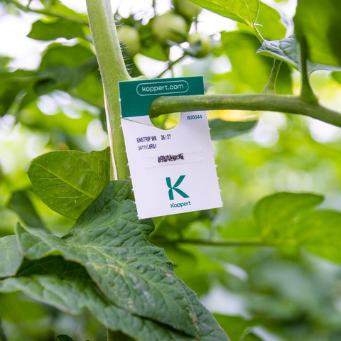 Mosi kaartje hangt in een tomatenplant