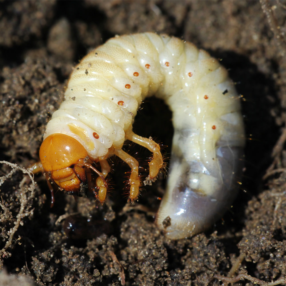 Engerling Insect Meest voorkomende plagen in de tuin | Insect Heroes | Insect Heroes ...