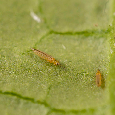 trips op blad macro foto