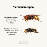 Diagram verschil tussen Europese hoornaar en Aziatische hoornaar