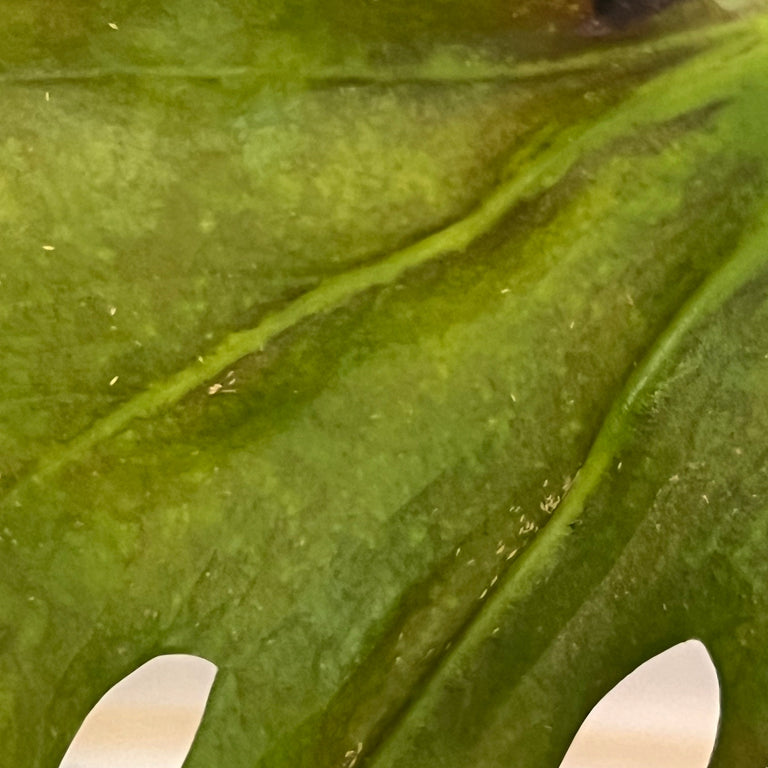 Image 71327085723978