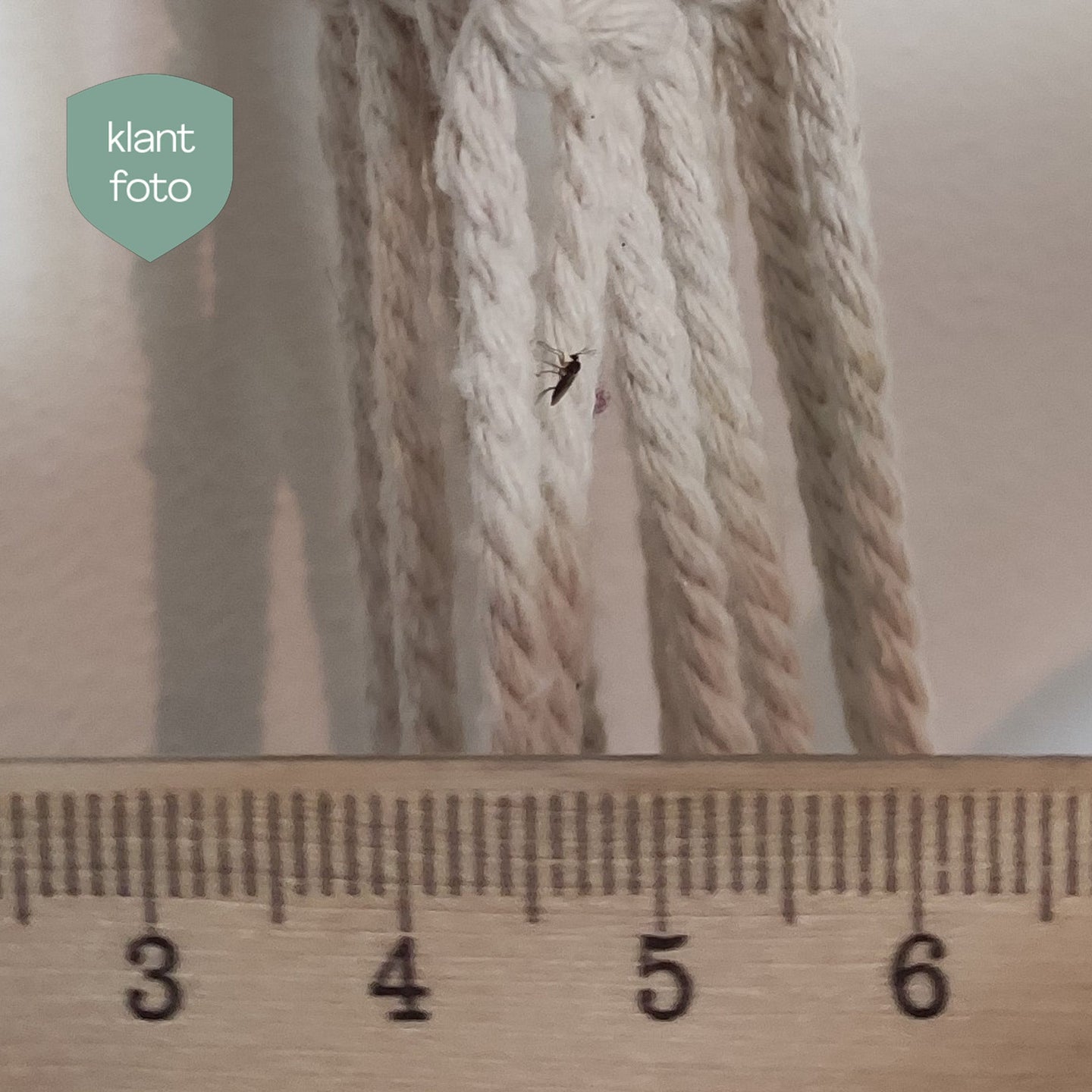 Image 43561559097674