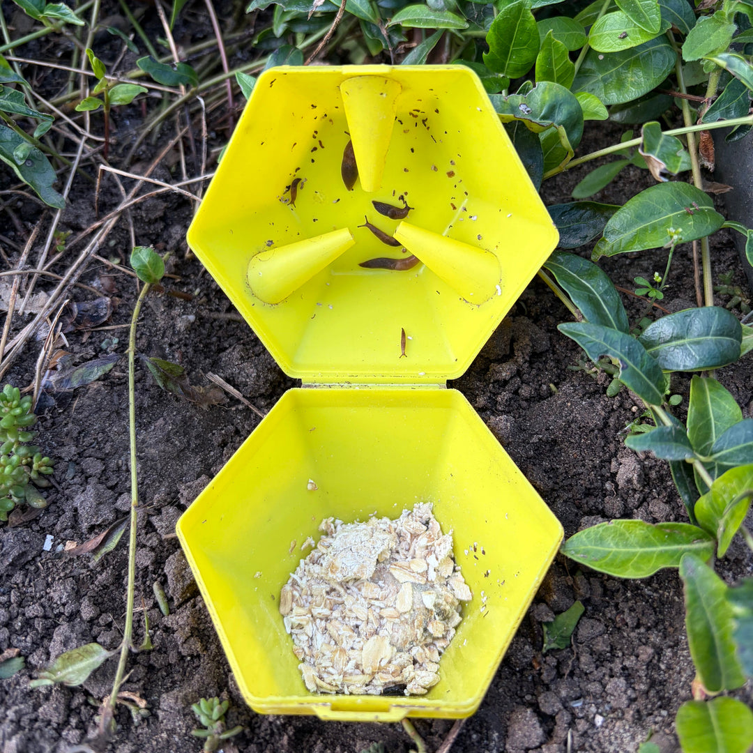 Limax Trap - tegen slakken