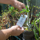 irski roofmijten tegen trips