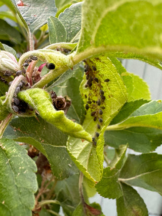 Bladluis Bestrijden Herkenning Bestrijding En Voorkomen Van Bladluis Insect Heroes Nederland 