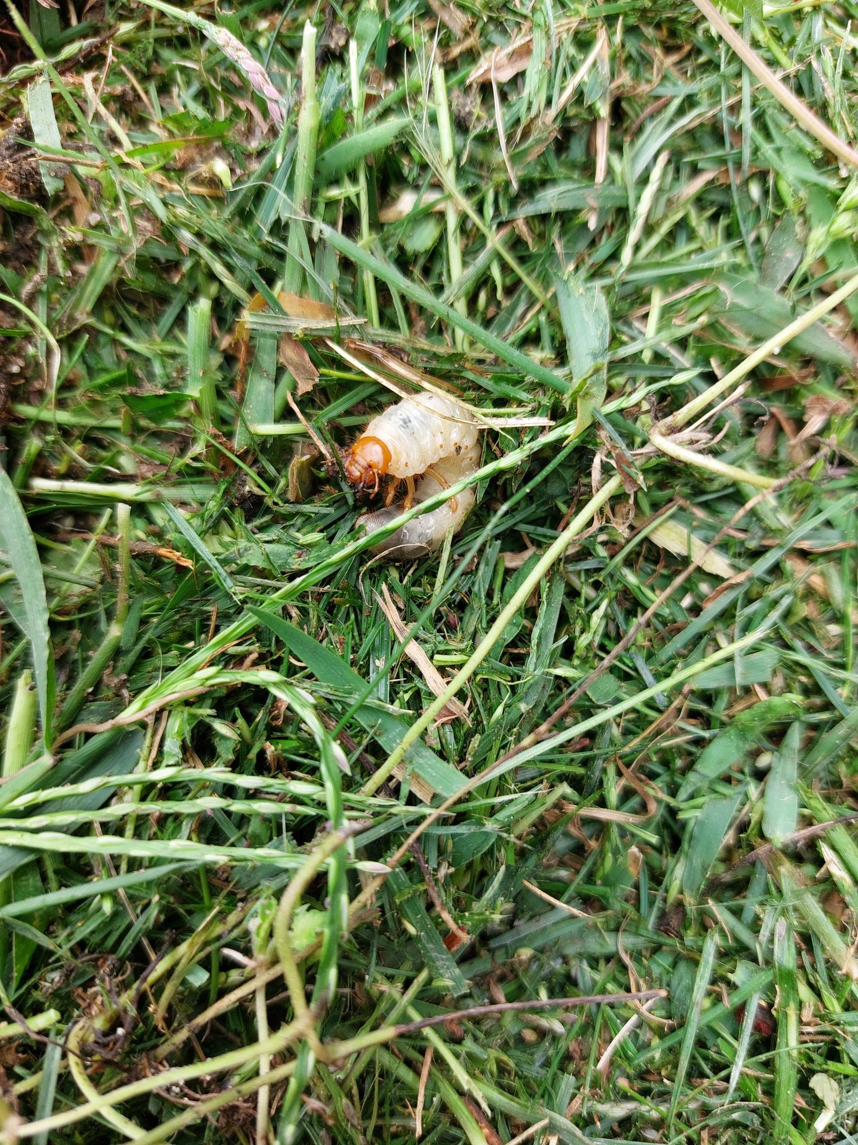 Engerling Insect Meest voorkomende plagen in de tuin | Insect Heroes | Insect Heroes ...
