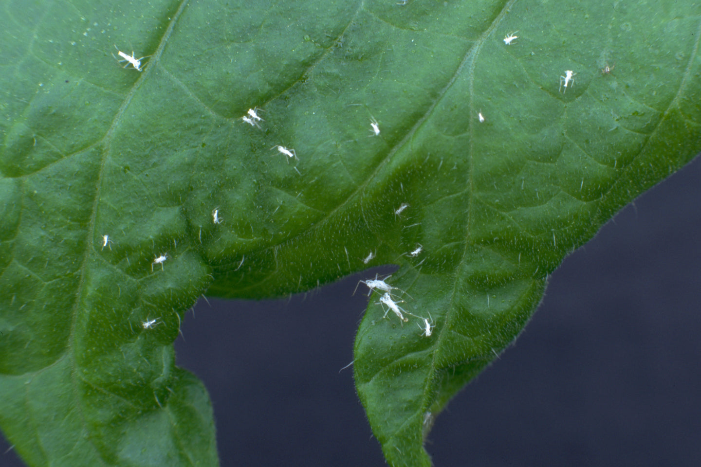 witte vervelhuidjes van bladluizen op blad lijken op levende bladluizen
