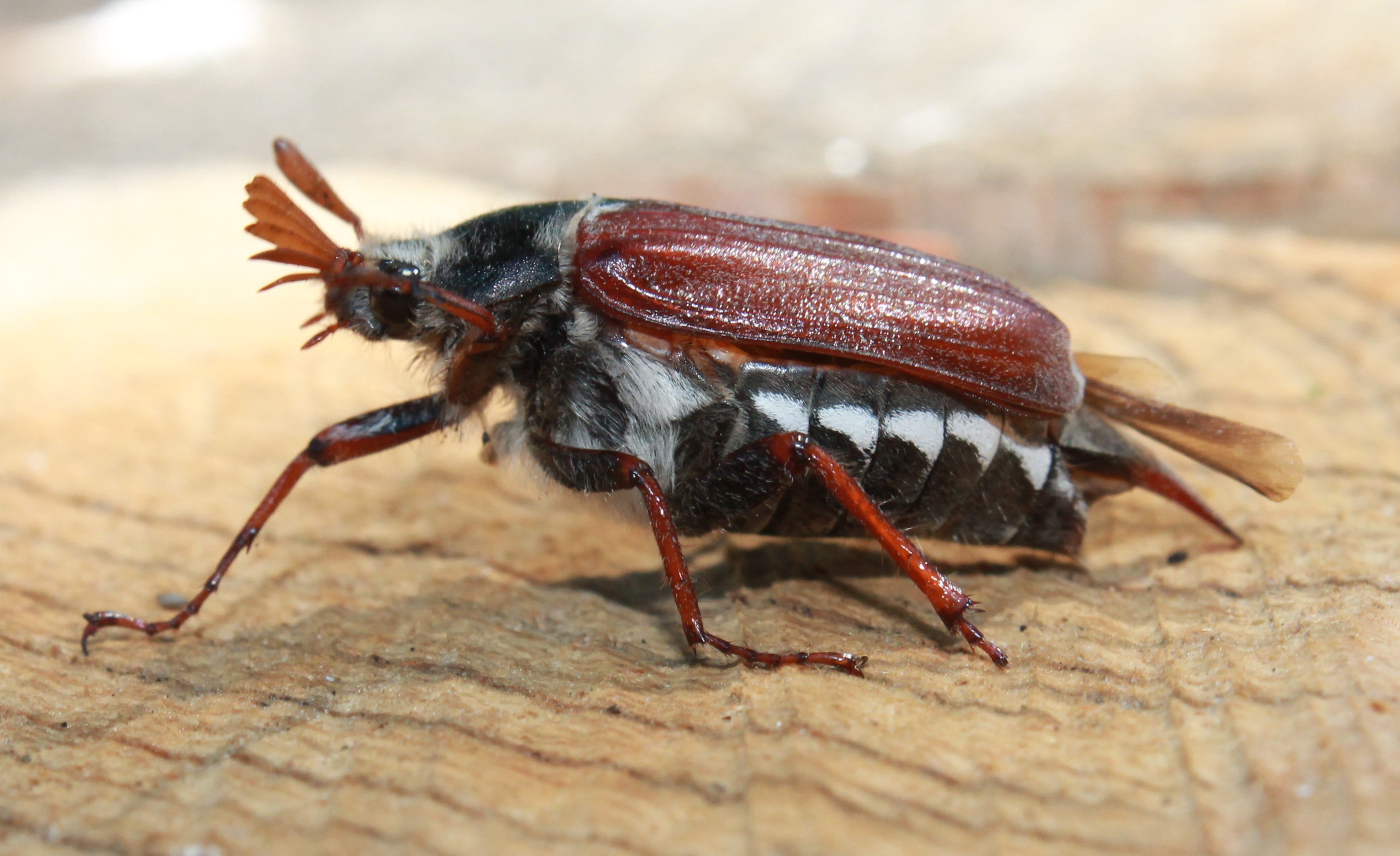 Meest Voorkomende Plagen In Het Gazon Insect Heroes Insect Heroes meest-voorkomende-plagen-in-het-gazon-insect-heroes-insect-heroes