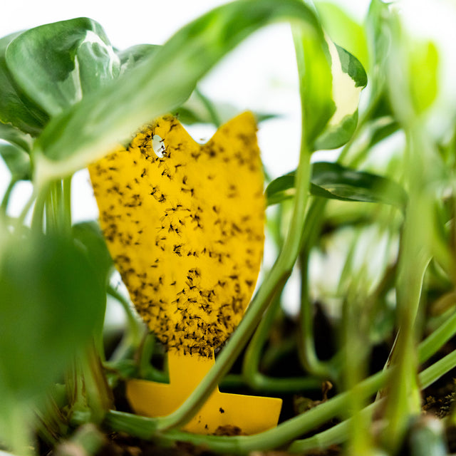 Sticky Leaf Yellow Mini - against fungus flies