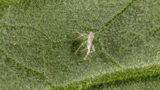 Rode beestjes herkennen in planten | Insect Heroes Nederland