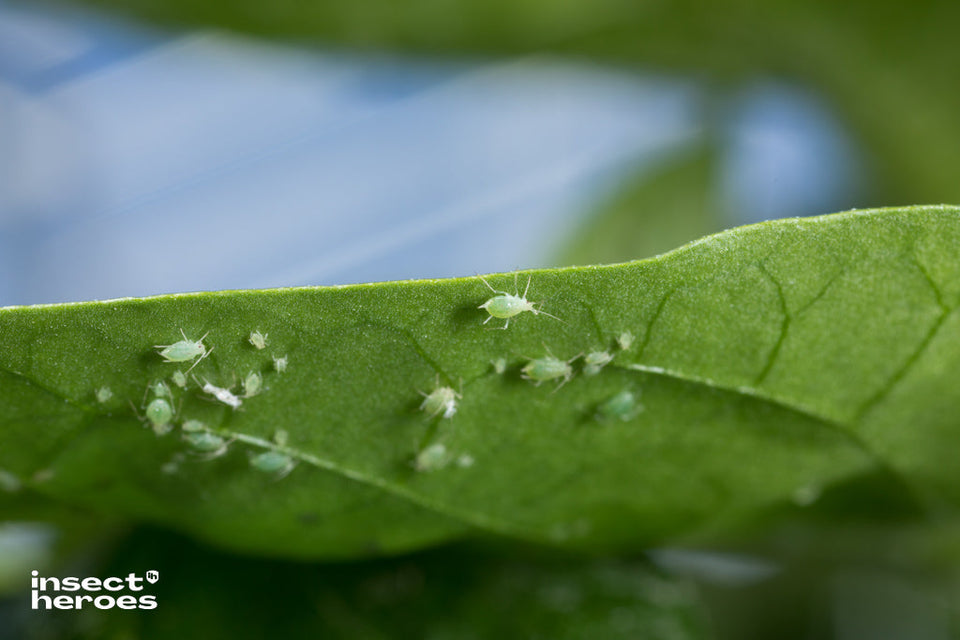 groene bladluizen met verschillende grootte op onderzijde blad