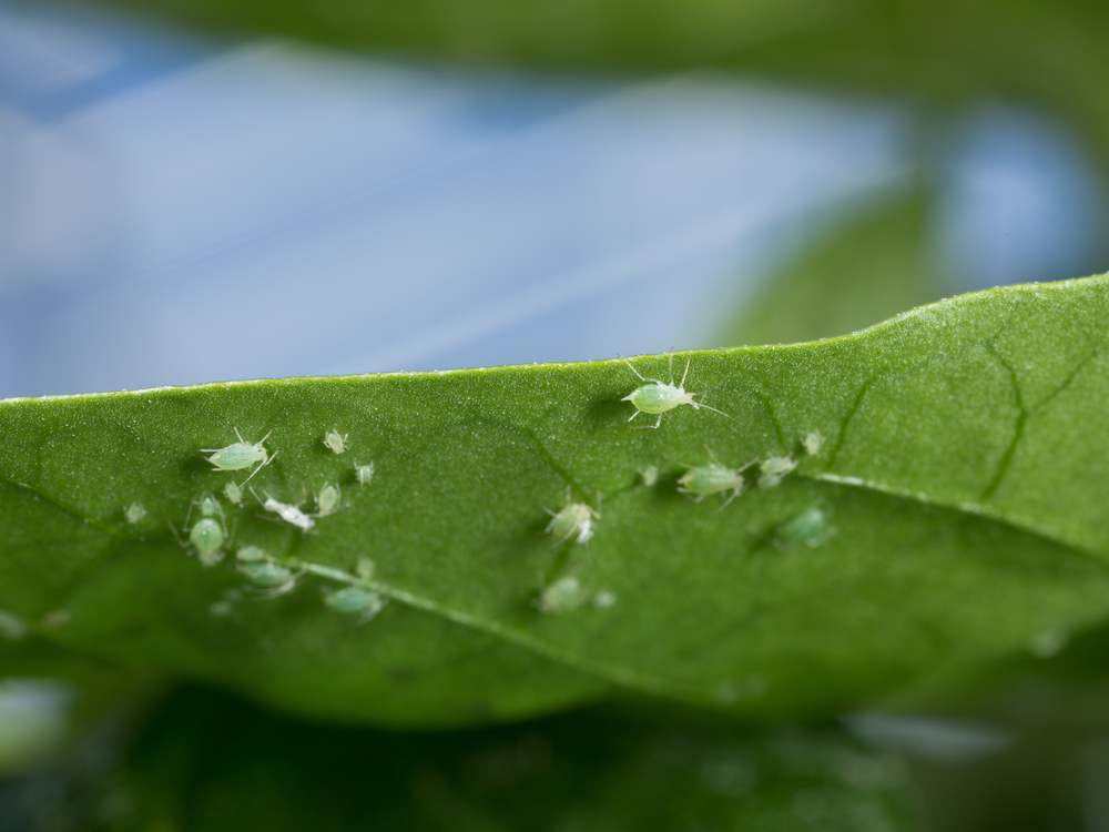 Groene beestjes herkennen in planten | Insect Heroes Nederland
