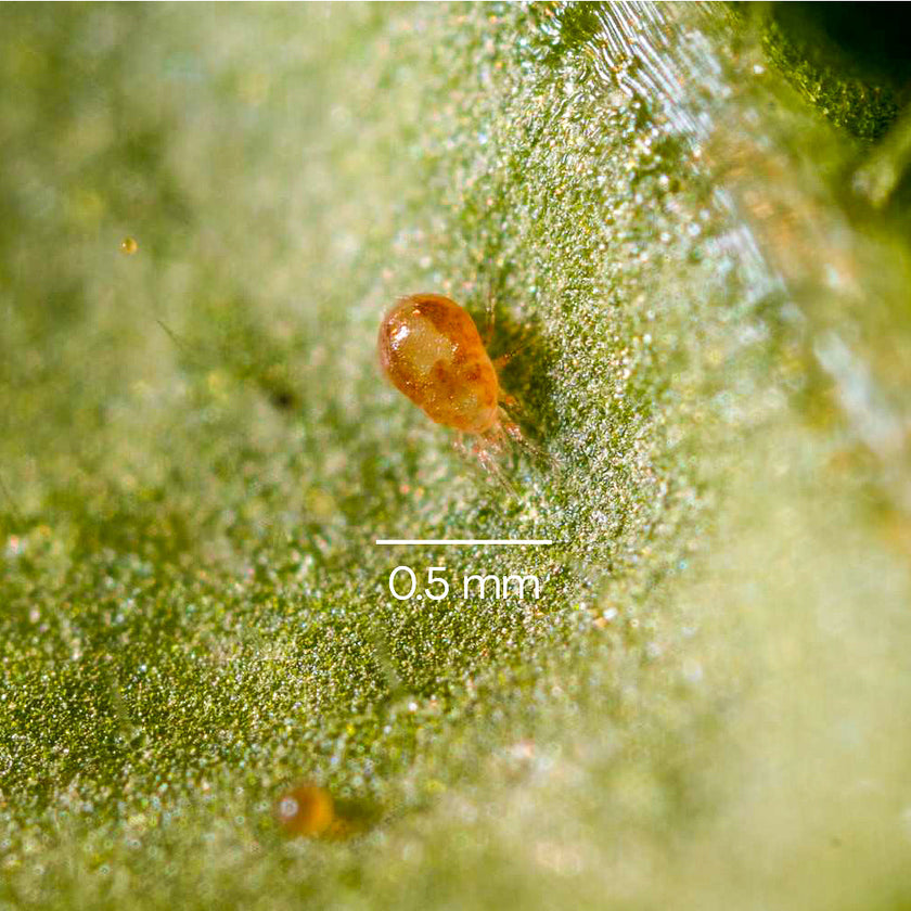 Combi Deal - against spider mites