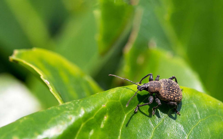 gegroefde lapsnuitkever op blad