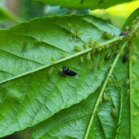 Puncta lieveheersbeestjeslarve op een blad met bladluizen